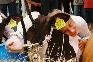 Jongveekeuringkeuring 2008