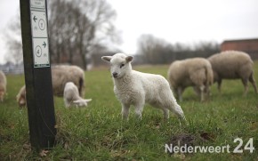 Schapen drijven in Nederweert bij Sluis 1475