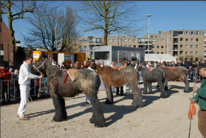 Fokpaardendag en Jaarmarkt Weert