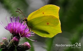 Vrijwilligers geven etmaal lang waarnemingen uit natuur door