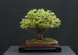 bonsai boom