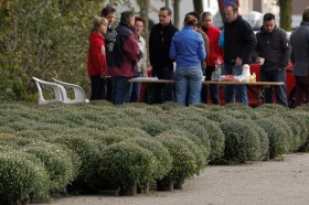 potchrysanten actie HV Merefeldia