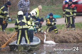 06zwaan te water noordervaart