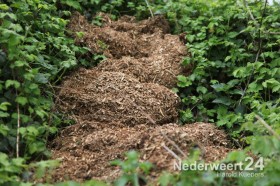 Hennepafval langs kanaal bij Schoorbrug