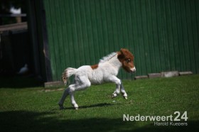 Veulen geboren in dierenpark Loverstraat