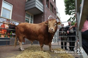 Limousin Nederweert