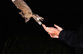 Nachtzwaluwexcursie in De Groote Peel - foto Jap Smits:Staatsbosbeheer