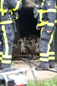 Brand in stal met eenden Stramproy