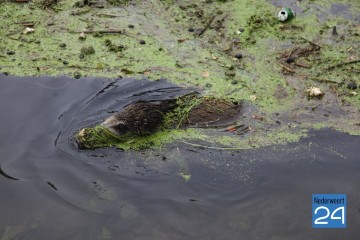 Wilde zwijnen in Zuid Willemsvaart bij Weert