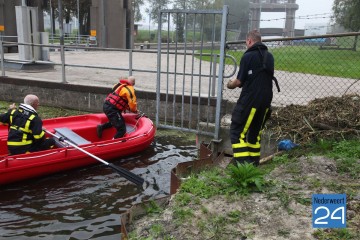 Wilde zwijnen in Zuid Willemsvaart bij Weert