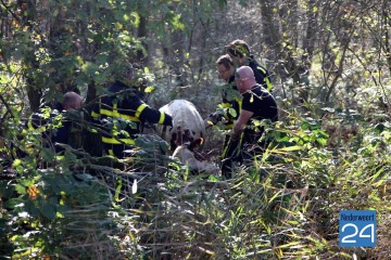 Koe in moeras Bochelterweg Weert