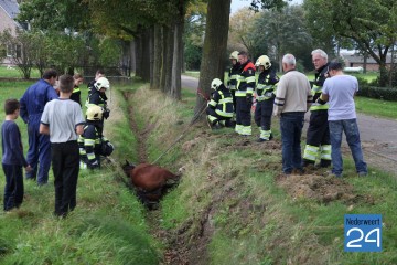 Paard in de sloot Someren-Eind