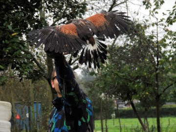 Woestijnhavik Meeko bij Openluchtmuseum Eynderhoof