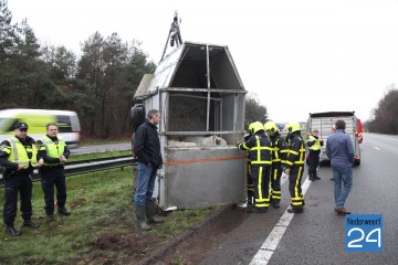 Koeien op de snelweg A2 tussen kelpen-oler en Nederweert