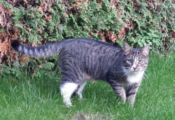 Vermist kater nederweert