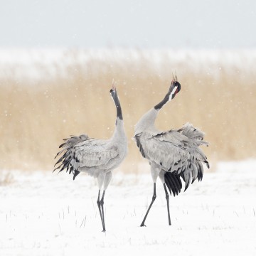 kraanvogels - bob Luijks - natuurportret