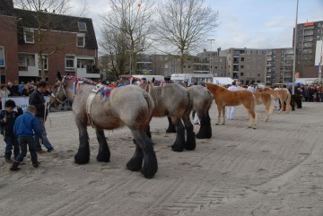 2015.025 - Fokpaardendag - huldiging kampioenen