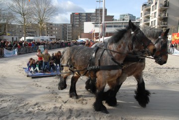 2015.025 - Fokpaardendag - touwtrekken trekpaard