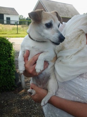 Jack russel nederweert