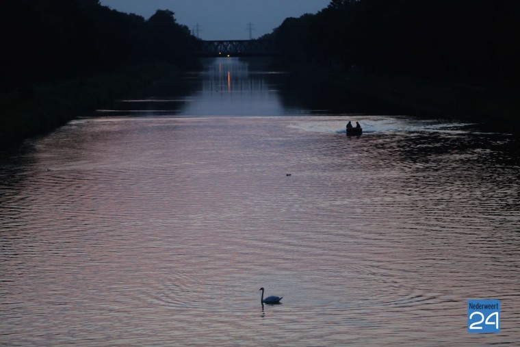 Zwaan in Kanaal Wessem-Nederweert