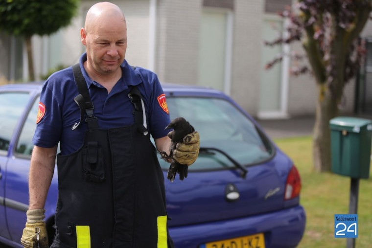 Vogel in Schoorsteen