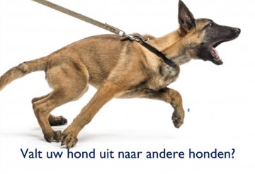 Valt jouw hond uit naar andere honden