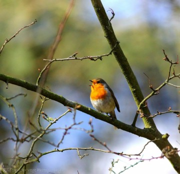 Roodborst Rolf van der Vegt