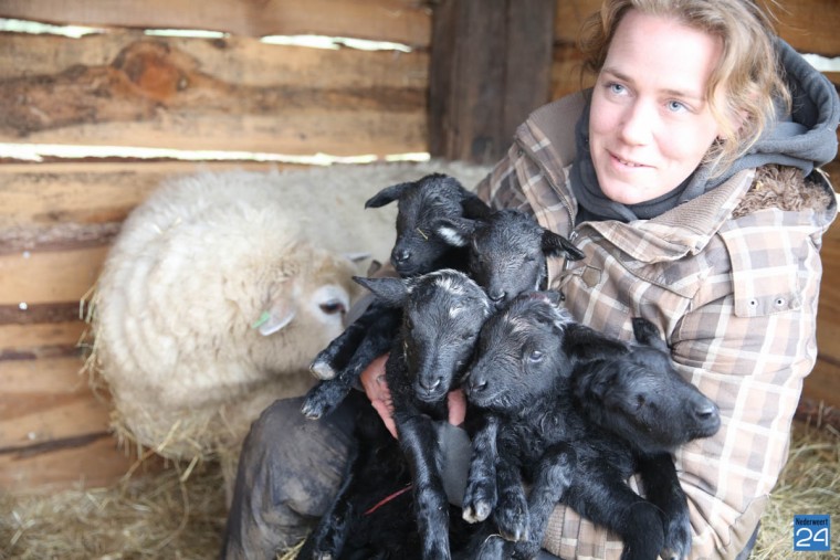 Vijfling lammetjes geboren in Nederweert-2