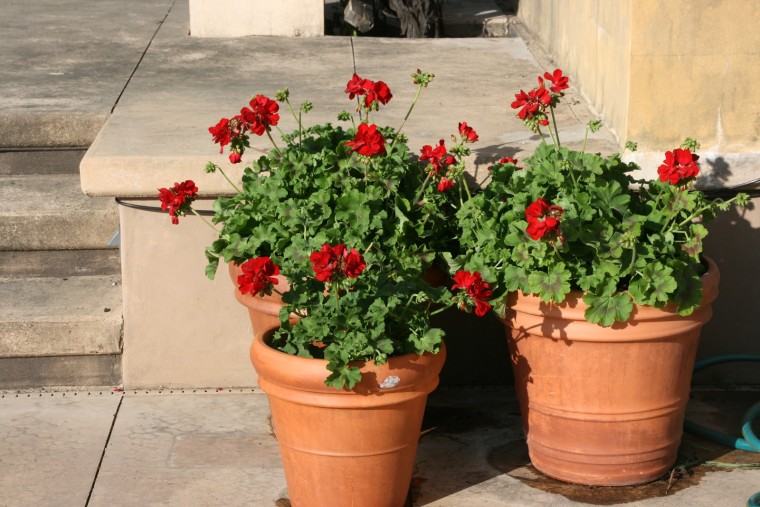 Geranium