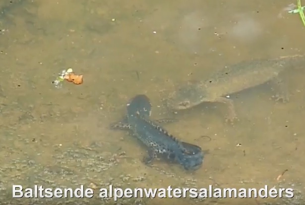 Natuur in Nederweert door Hans Melters