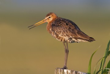 grutto plantema