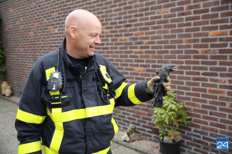 Brandweer redt kraai Weert