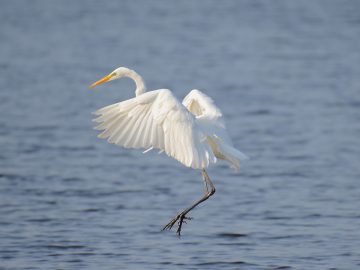 Boek Geniet van De Groote Peel in vogelvlucht -  foto Hans Smulders