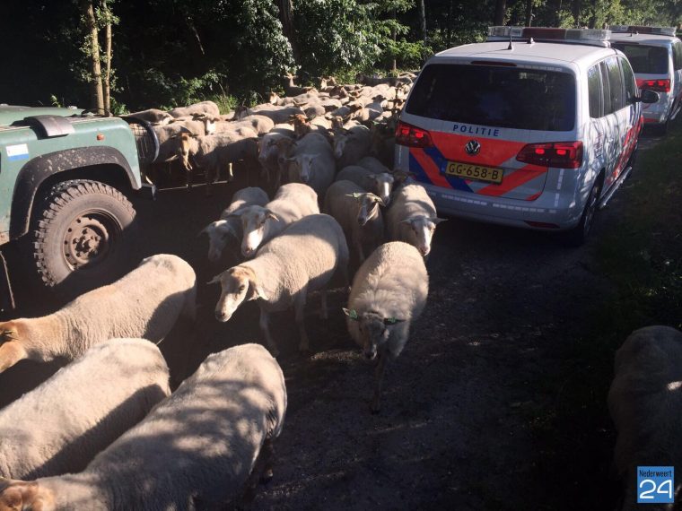 schapen op Lozerweg