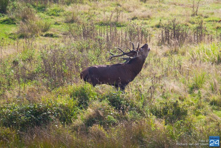 weerterbos-burlende-herten-22-9-16-13