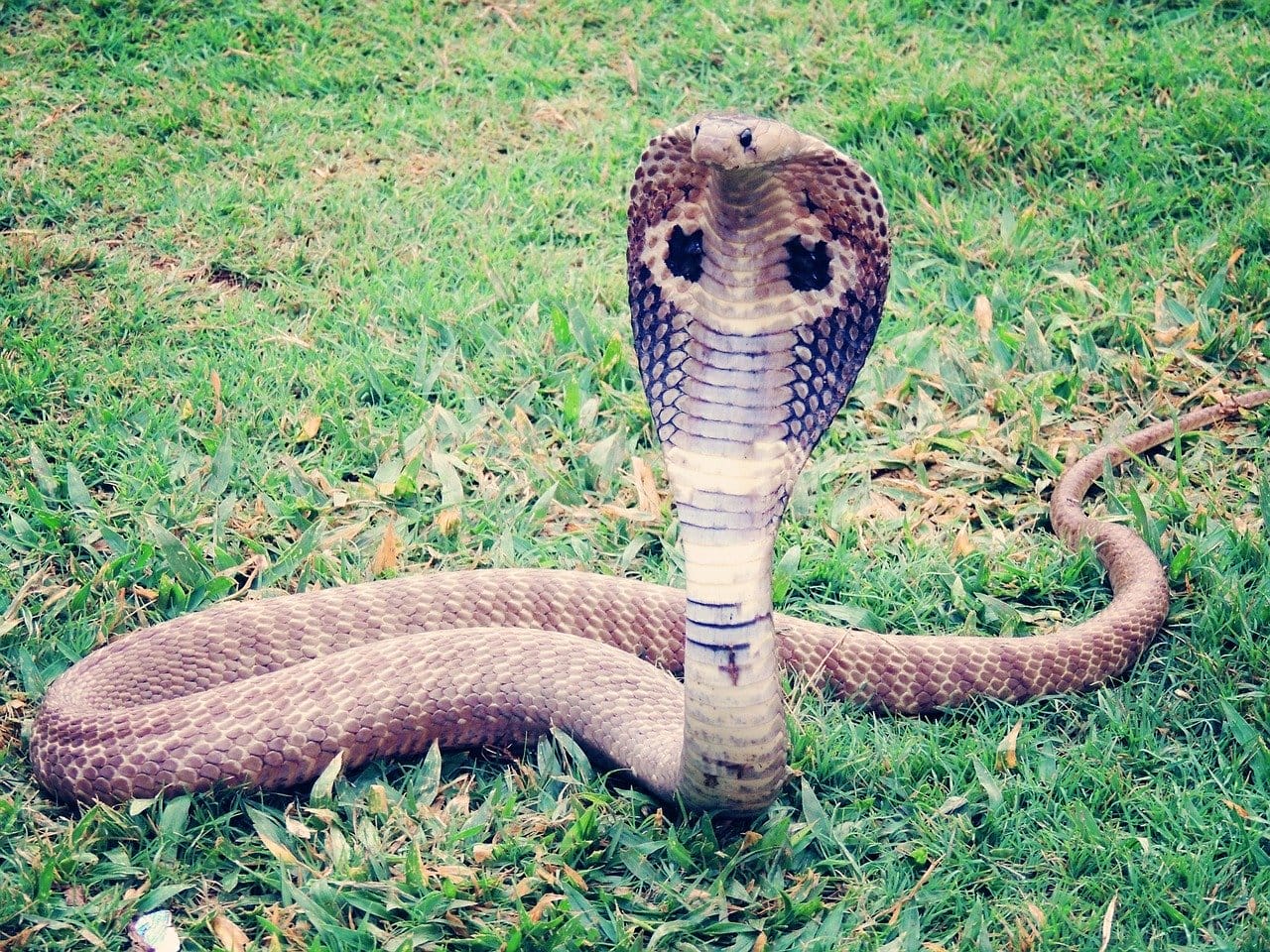 Grillig buurman litteken Californische King Cobra-slang ontsnapt uit terrarium Roermond -  Nederweert24