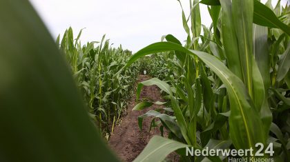 2013-07-28-Maisdoolhof-Nederweert-Eind-bij-IJsboerderij-Gommers-0181