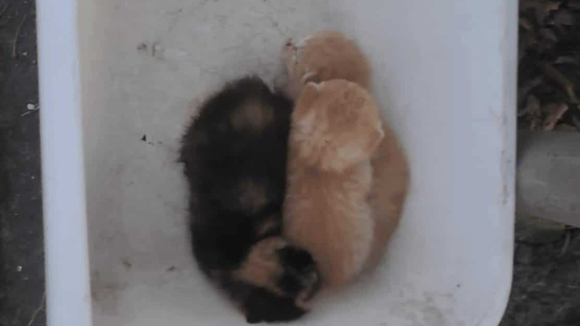 2024_09_19 Bak-met-kittens-gedumpt-Eilers-Nederweert