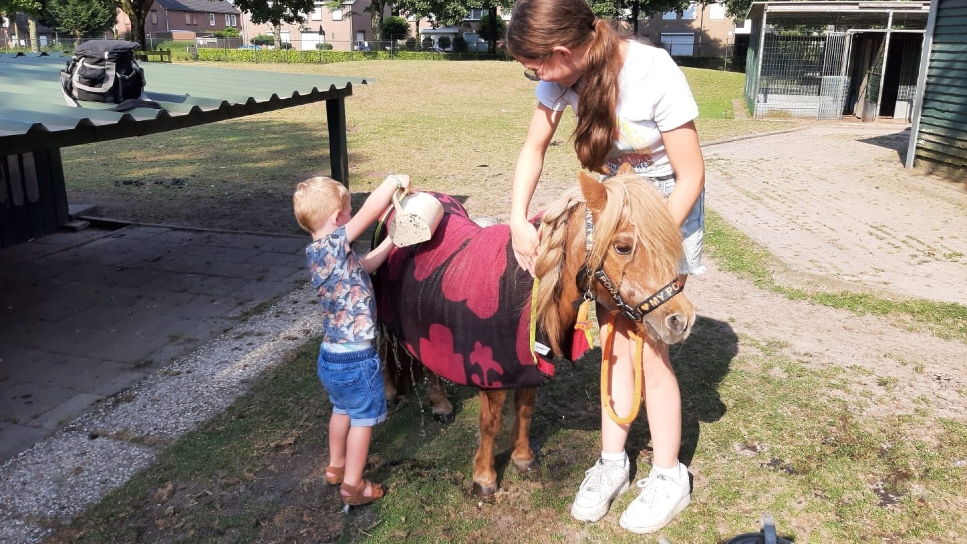 2024_10_26-Verdriet-dierenweide-West-Nederweert-Pony-Vosje-overleden-4