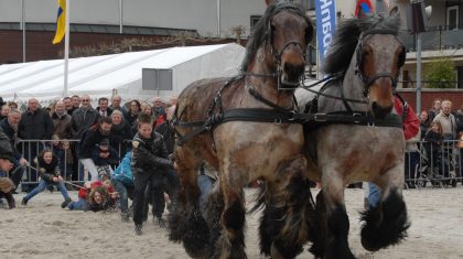 450-jaar-Weerter-Paardenmarkt