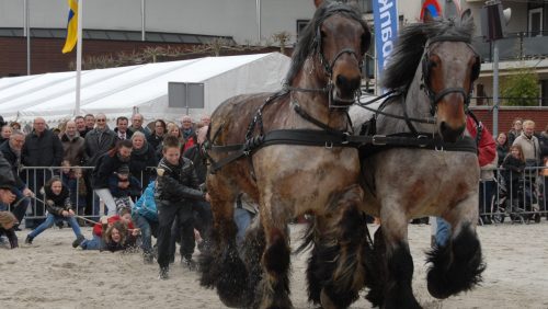 450-jaar-Weerter-Paardenmarkt