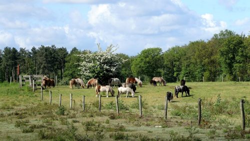 Activiteitenprogramma-juni-2023-Buitencentrum-De-Pelen-Marijke-Vaes