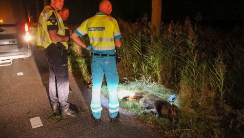 Auto-botst-tegen-wildezijwnen-N266-Wetering-Nederweert-6