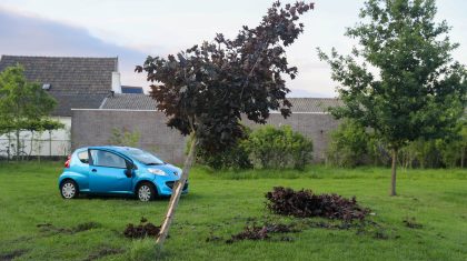 Auto-tegen-boom-op-Leukerschansstraat-in-Weert-2