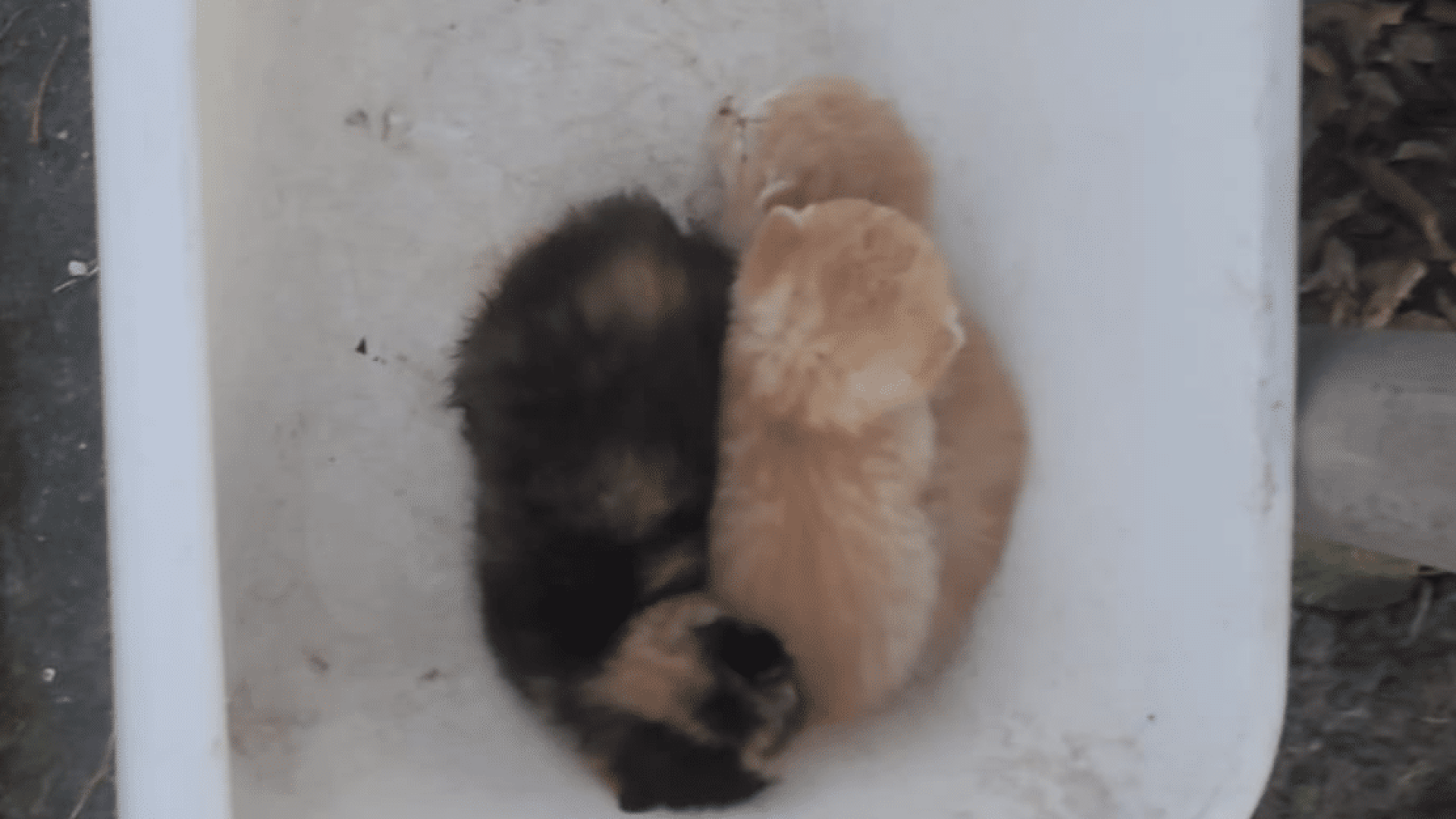 Bak met kittens gedumpt Eilers Nederweert