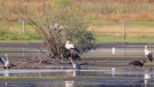 Basiscursus-vogels-kijken-nederweert