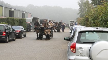 Belgisch-werkende-trekpaarden-1