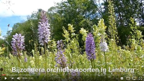 Bijzonder-orchidee-soorten-in-Limburg