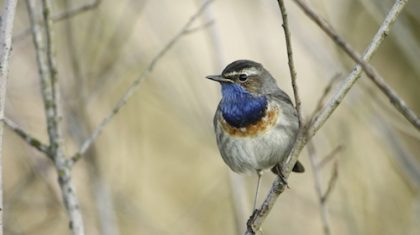 Blauwborst-De-Groote-Peel-Ospel