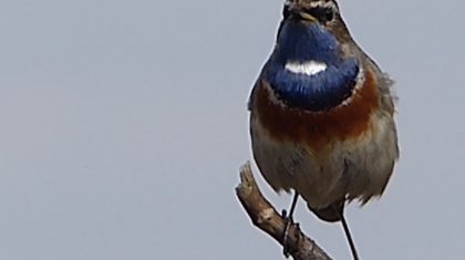 Blauwborst-in-de-Peel-Hans-Melters